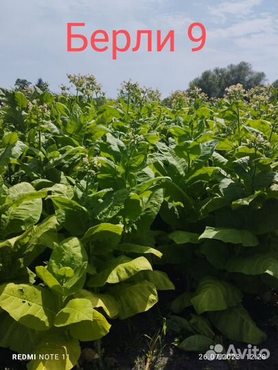 Семена табака