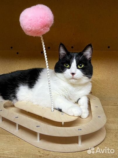 Котик в добрые руки бесплатно