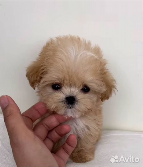 Кукольные щенки