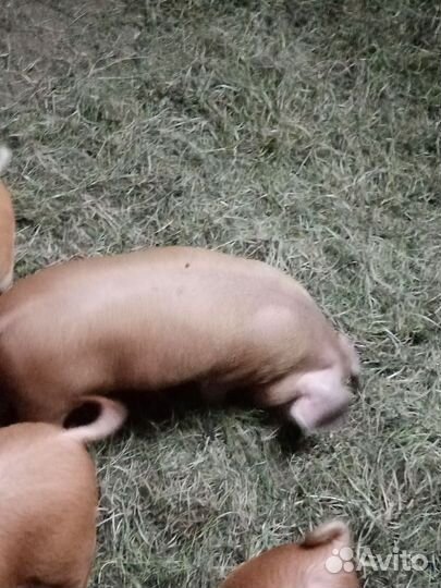 Гибрид 3 пород