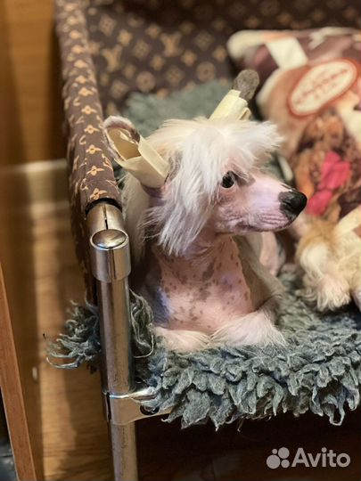 Китайская хохлатая голая. Мальчик