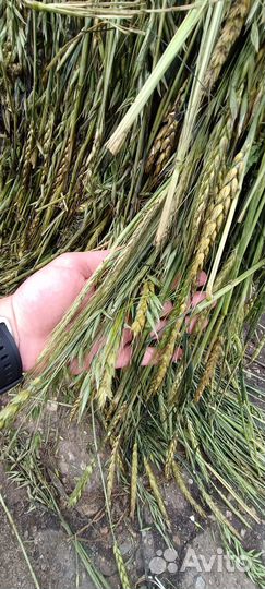 Сенаж, Сено 2023 года