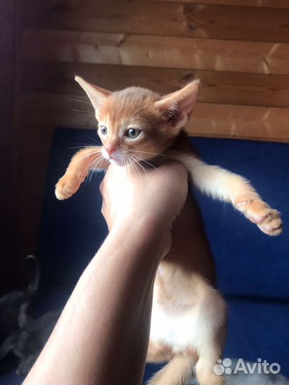 Абиссинские котята