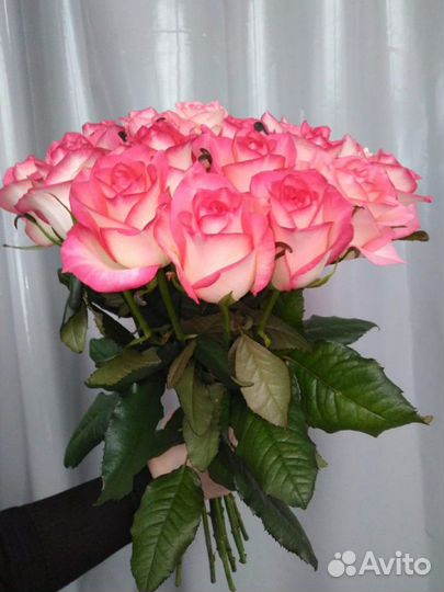 Роза срезка собственного производства 14 сортов