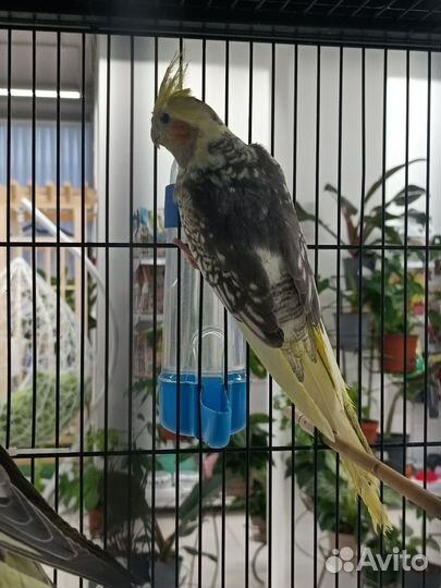 Попугай корелла