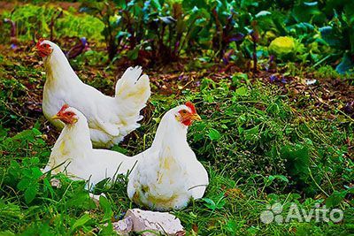 Куры несушки