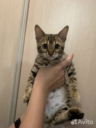 Бенгальские котята