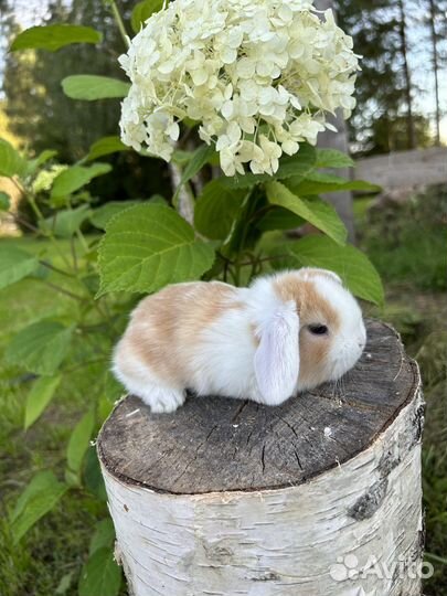 Вислоухие карликовые декоративные кролики