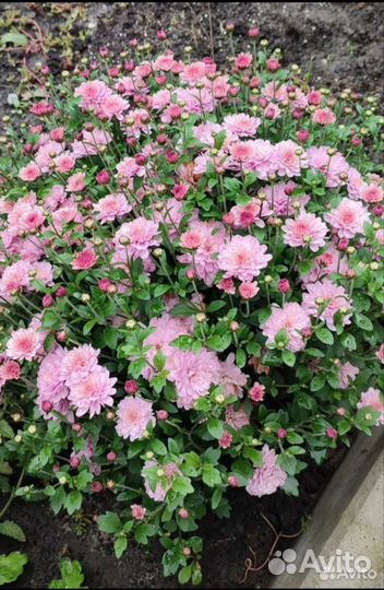 Хризантемы мультифлора