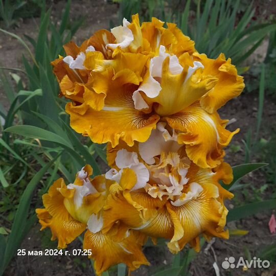 Ирис бородатый