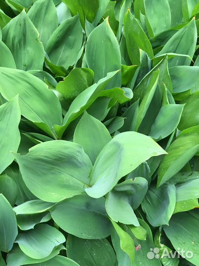 Ландыши рассада