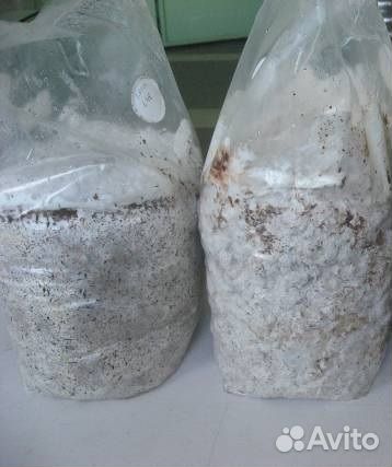 Готовые блоки королевской вешенки (Еринги)