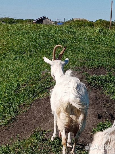Козы дойные, зааненской породы