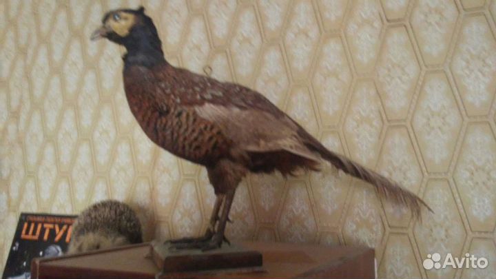 Чучело фазана