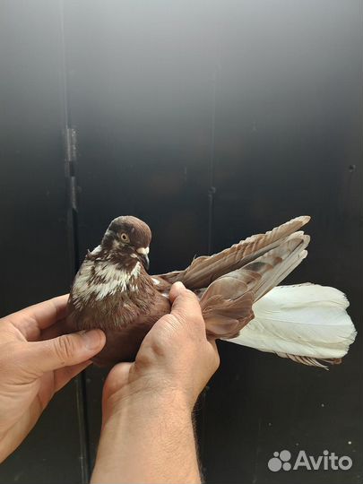 Голуби николаевской породы