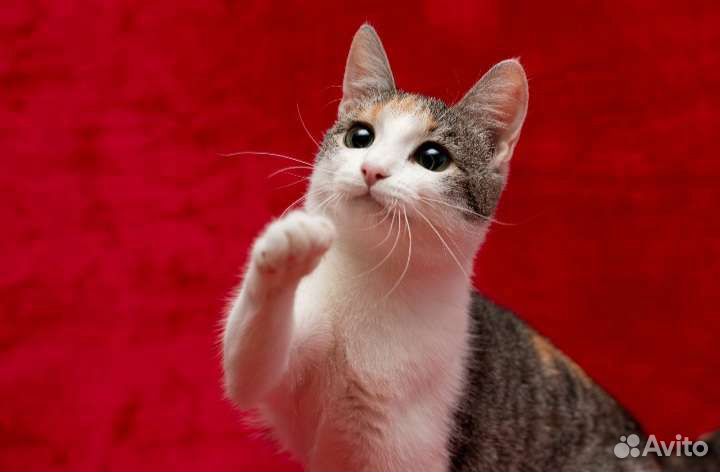 Молодая кошечка Лесенька в дар)