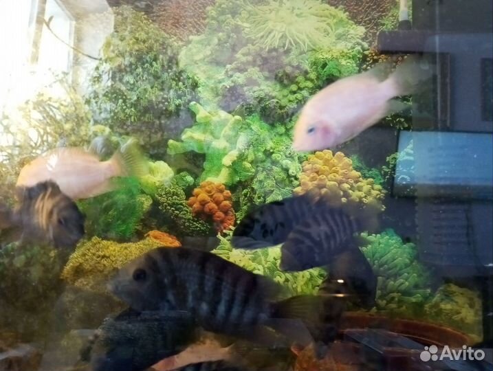 Живая рыба Цихлиды