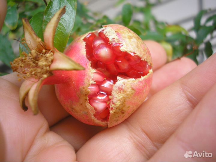 Свежие семена комнатных гранатов