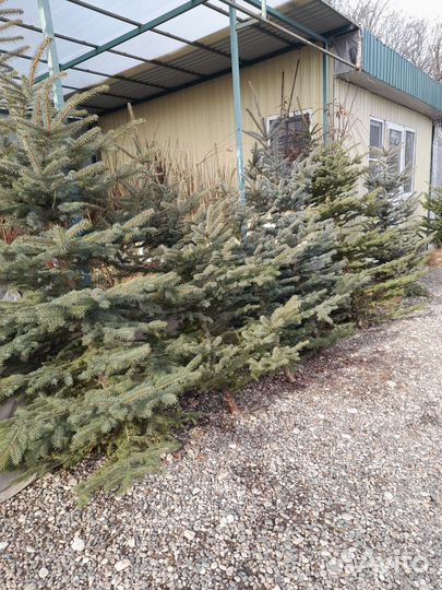 Ель голубая