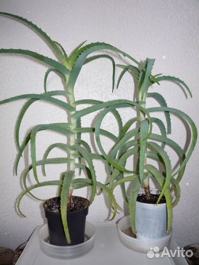 Алое, хлорофитум, кактус, циперус