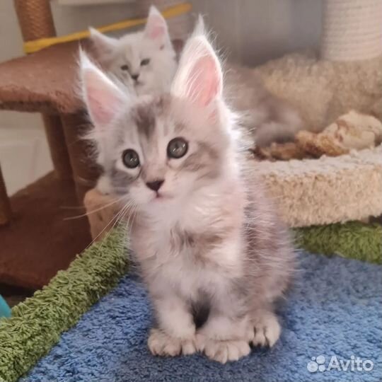 Котенок мальчик мейнкун плидакт 77х66