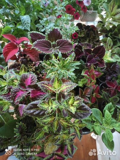 Колеусы, бегонии