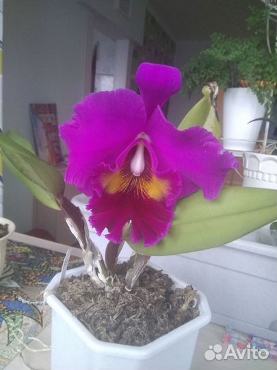 Растения комнатные и садовые