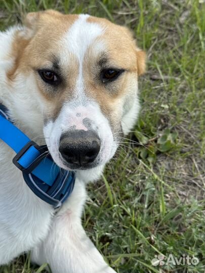 Купер. Славный пёс пропадает в приюте