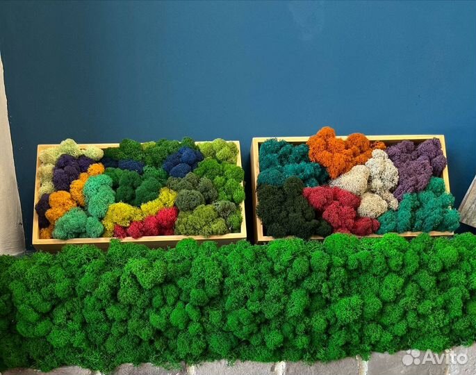 Стабилизированный ягель мох