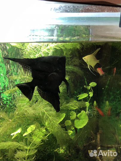 Рыба скалярия большая и маленькая 4 шт