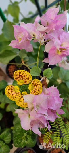 Бугенвиллия махровая Pagoda Pink