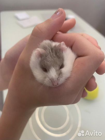 Хомяк кэмпбелла