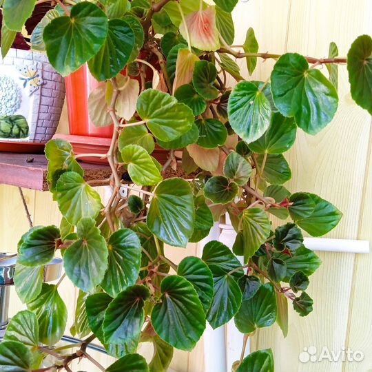 Комнатные цветы