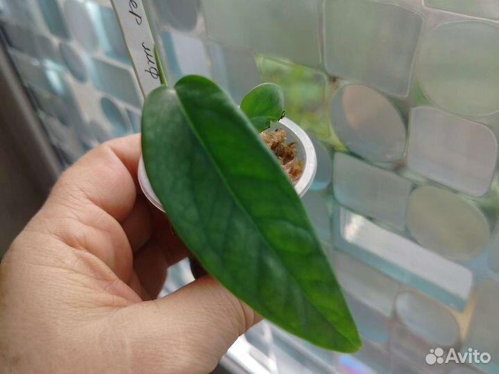 Монстеры манки, фридрихшталя, сильвер лиф, дубиа