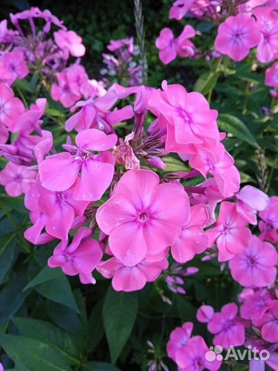 Лилейник, астильба