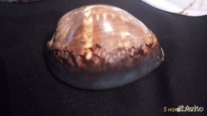 Ракушки редкие