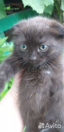 Кошка в дар