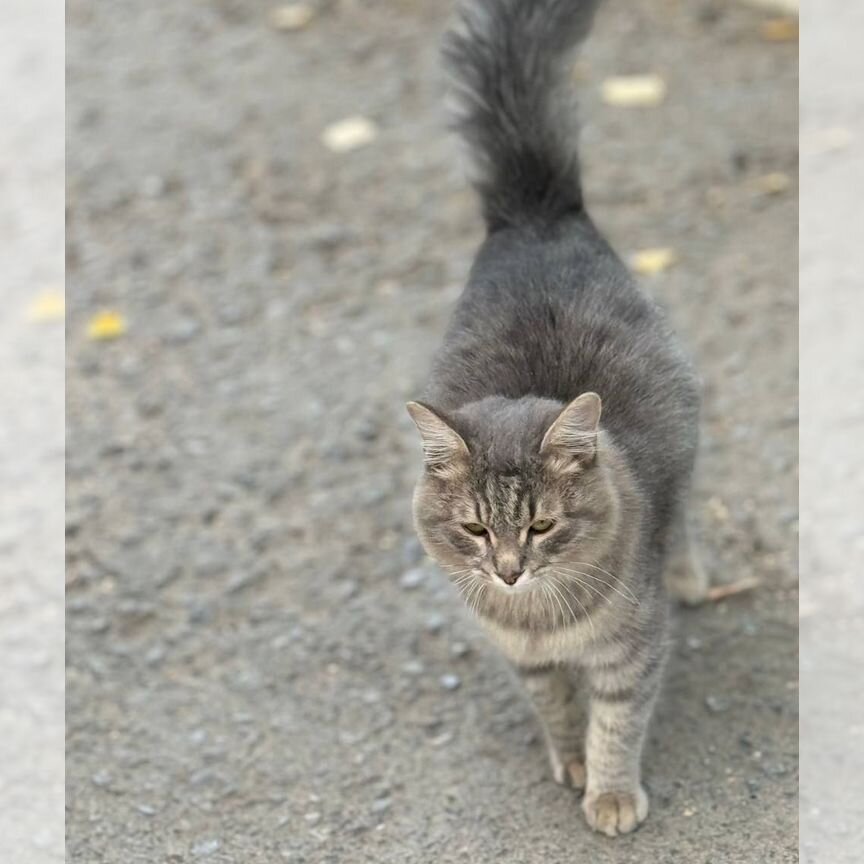 Шикарный кот пропадает на улице