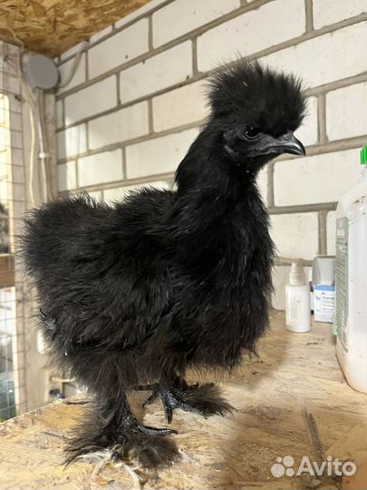 Китайские шелковые