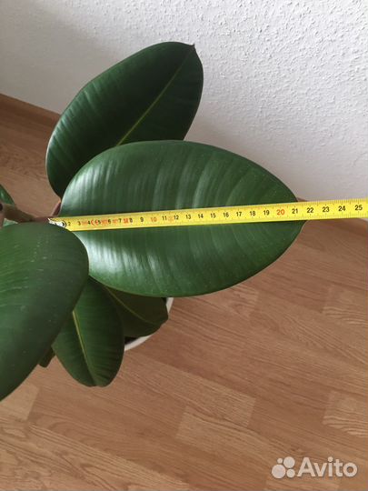 Фикус каучуконосный