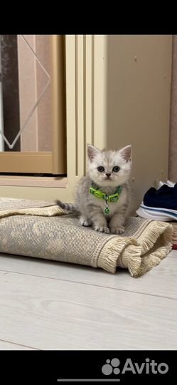 Белый британский котенок
