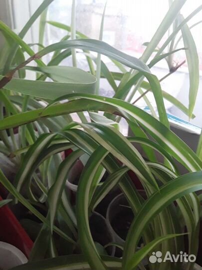 Хлорофитум