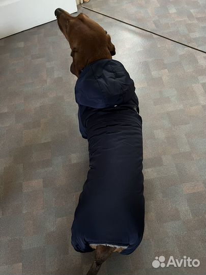 Зимний костюм для собак