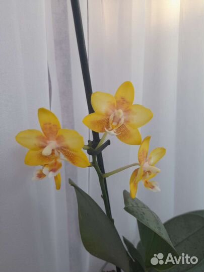Орхидея фаленопсис