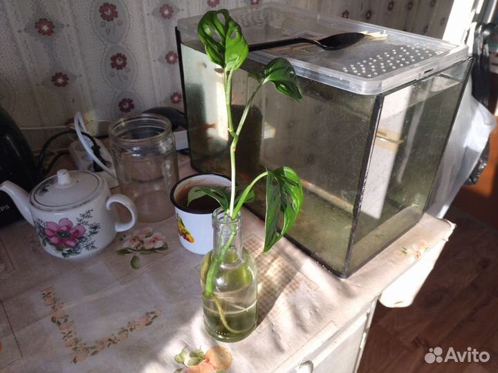 Монстера адансони