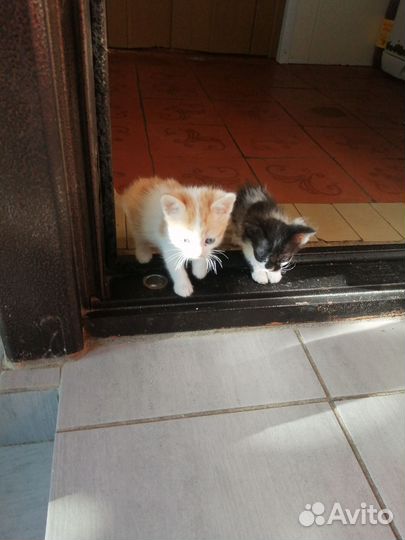 Кошки