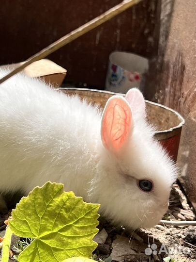 Декоративные кролики