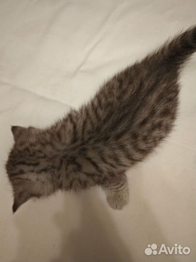 Шотландские котята вислоухие и прямоухие