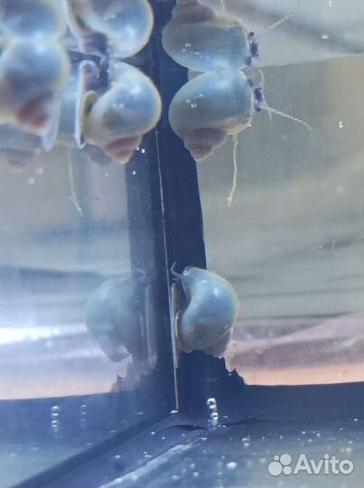 Улитки ампулярии голубые