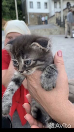 Котенок Персик